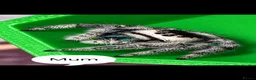 Spiders invertebrates for sale: Apalachicola jumping spiderlings  - Advert 8