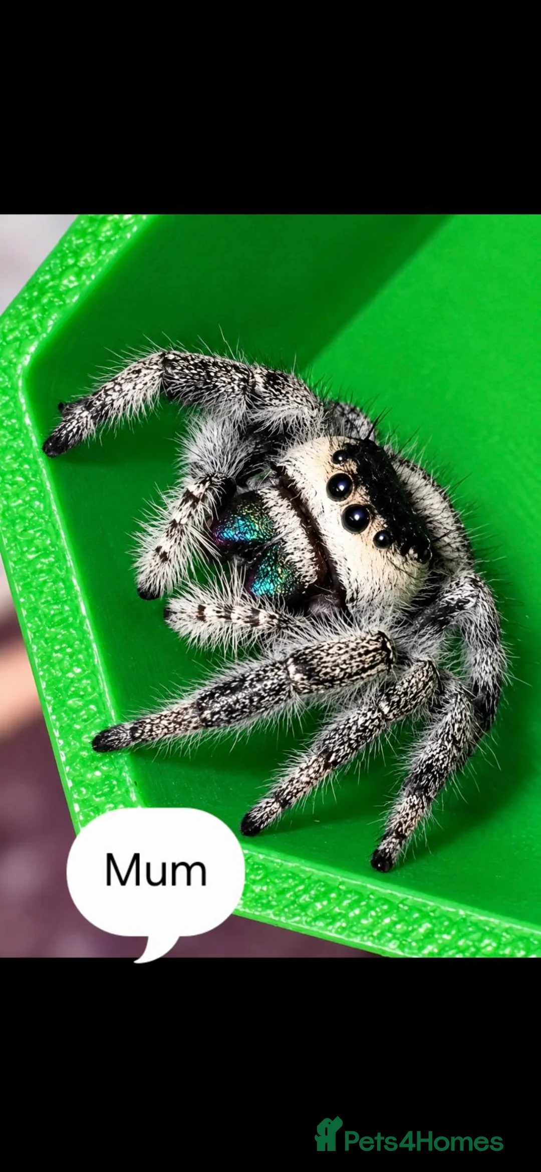 Spiders invertebrates for sale: Apalachicola jumping spiderlings  - Advert 8