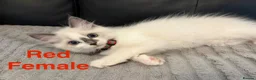 Ragdoll cats for sale: 5 Ragdoll Kittens For Sale - Advert 3