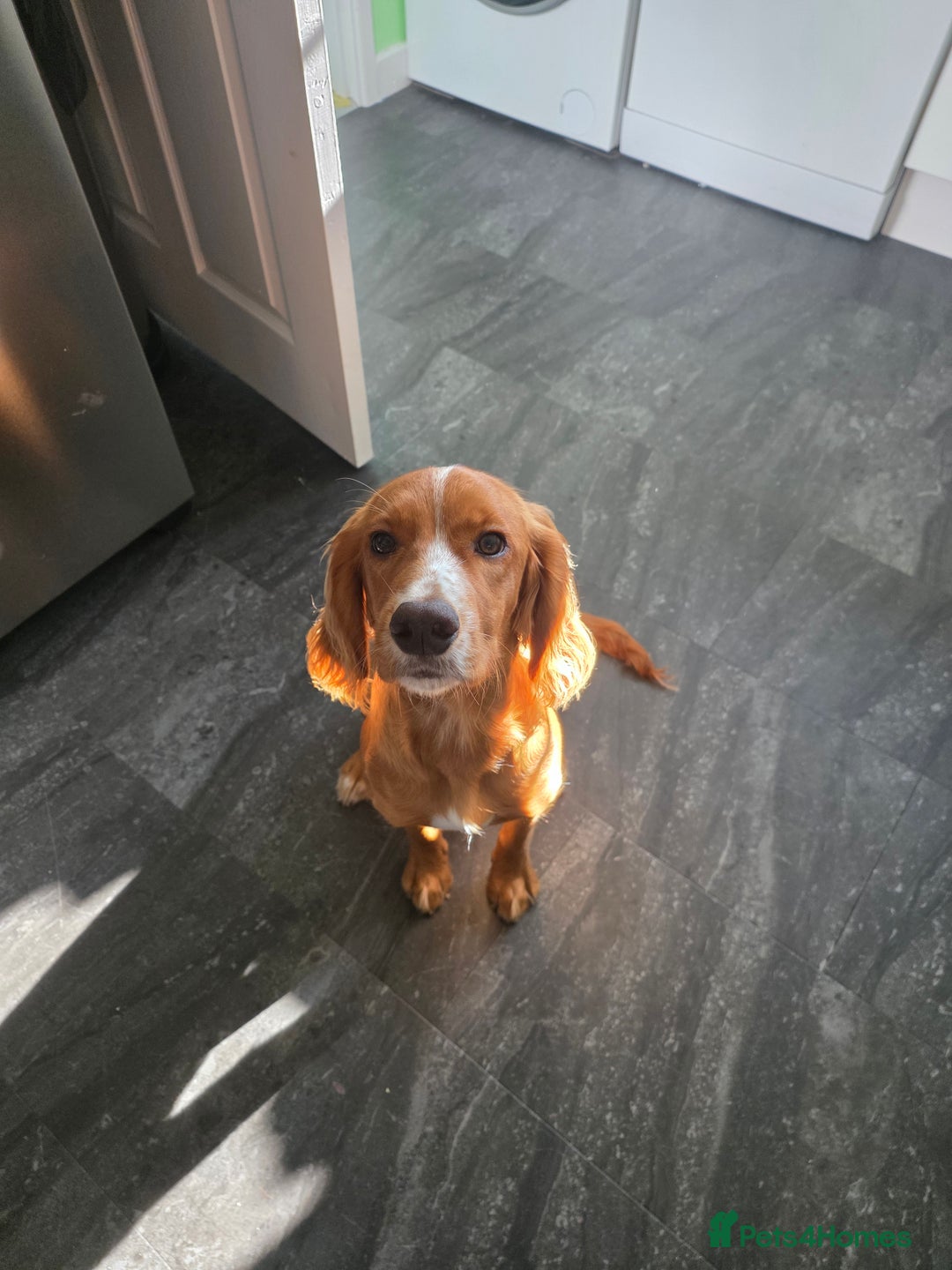 Cocker Spaniel dogs for sale: Chase  - Image 3