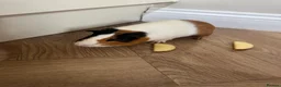 Guinea Pig rodents for sale: Guinea pigs in Taunton - Advert 3