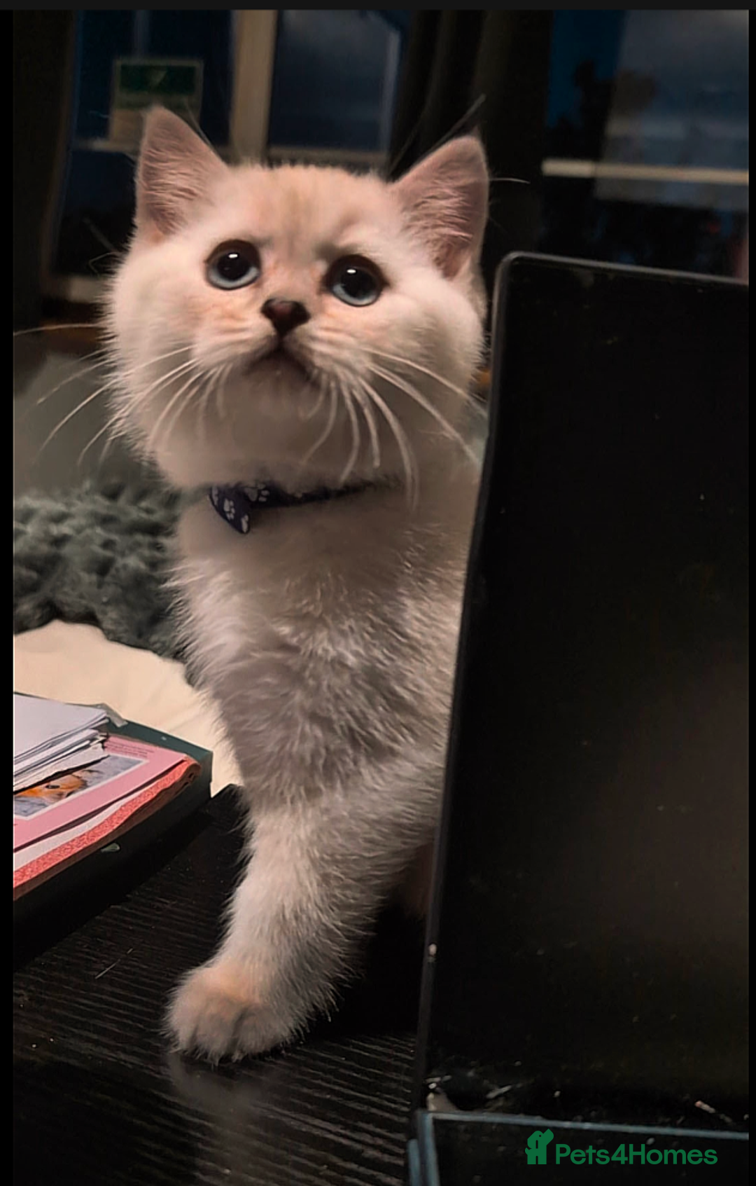 British Shorthair cats for sale: 💙❤️COLORPOINT 🐾BSH 🏆GCCF & TICA reg - Image 12