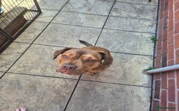 Mixed Breed dogs for sale: Give a happy home to Rocky - Image 1