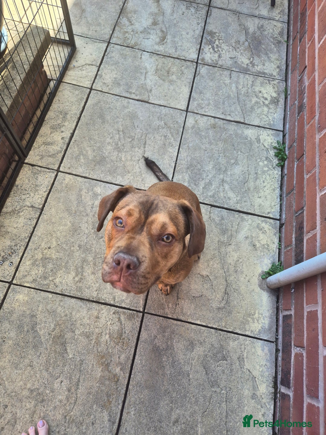 Mixed Breed dogs for sale: Give a happy home to Rocky - Image 1