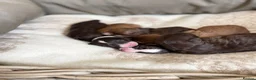 Bordoodle dogs for sale: OUTSTANDING *SABLE / TRI* BORDOODLES - Advert 9