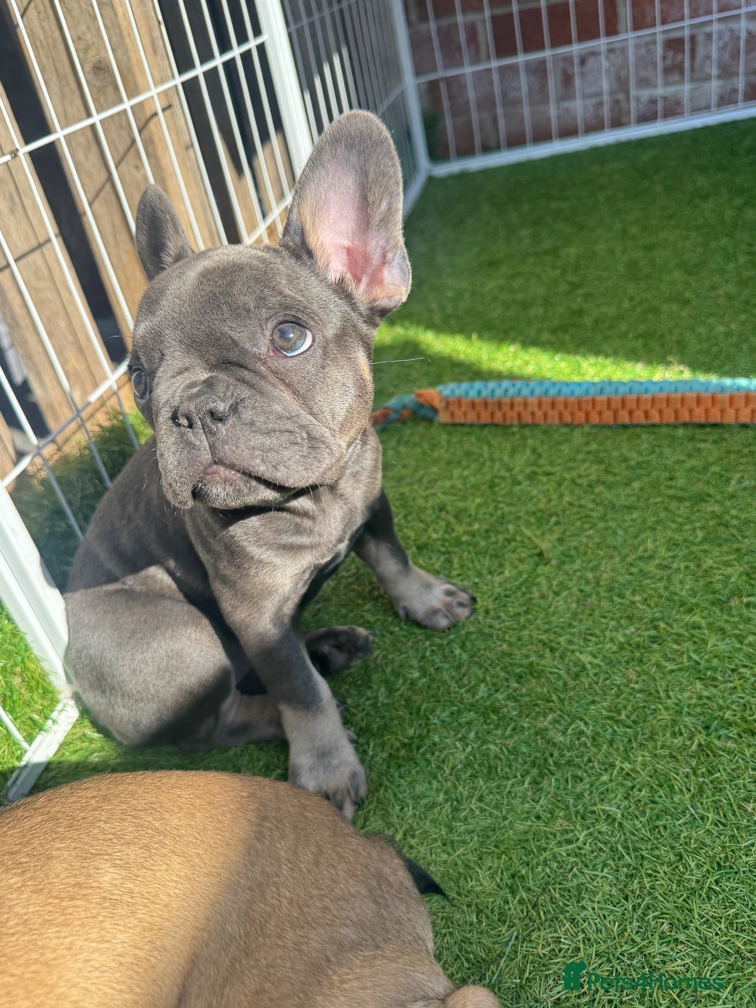 French Bulldog dogs Beautiful French Bulldog Puppies  - Advert 2