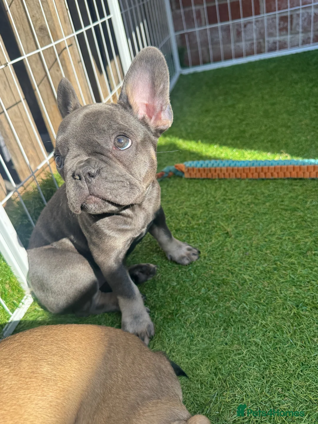 French Bulldog dogs for sale: 🐾Beautiful French Bulldog Puppies 🐾 - Advert 2
