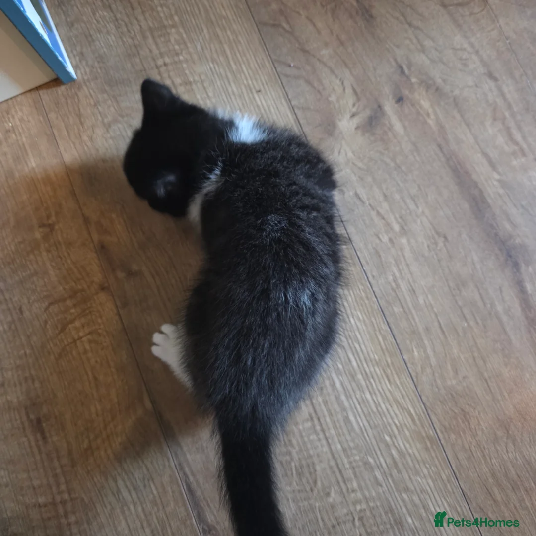 Russian Blue cats for sale: Mixed Russian blue kittens - Advert 15