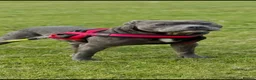 Staffordshire Bull Terrier dogs for sale: Staffordshire bull terrier  in Swansea - Advert 4