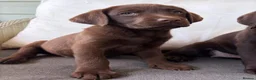Labrador Retriever dogs for sale: 2 girls available Extenively health Tested READY - Advert 30