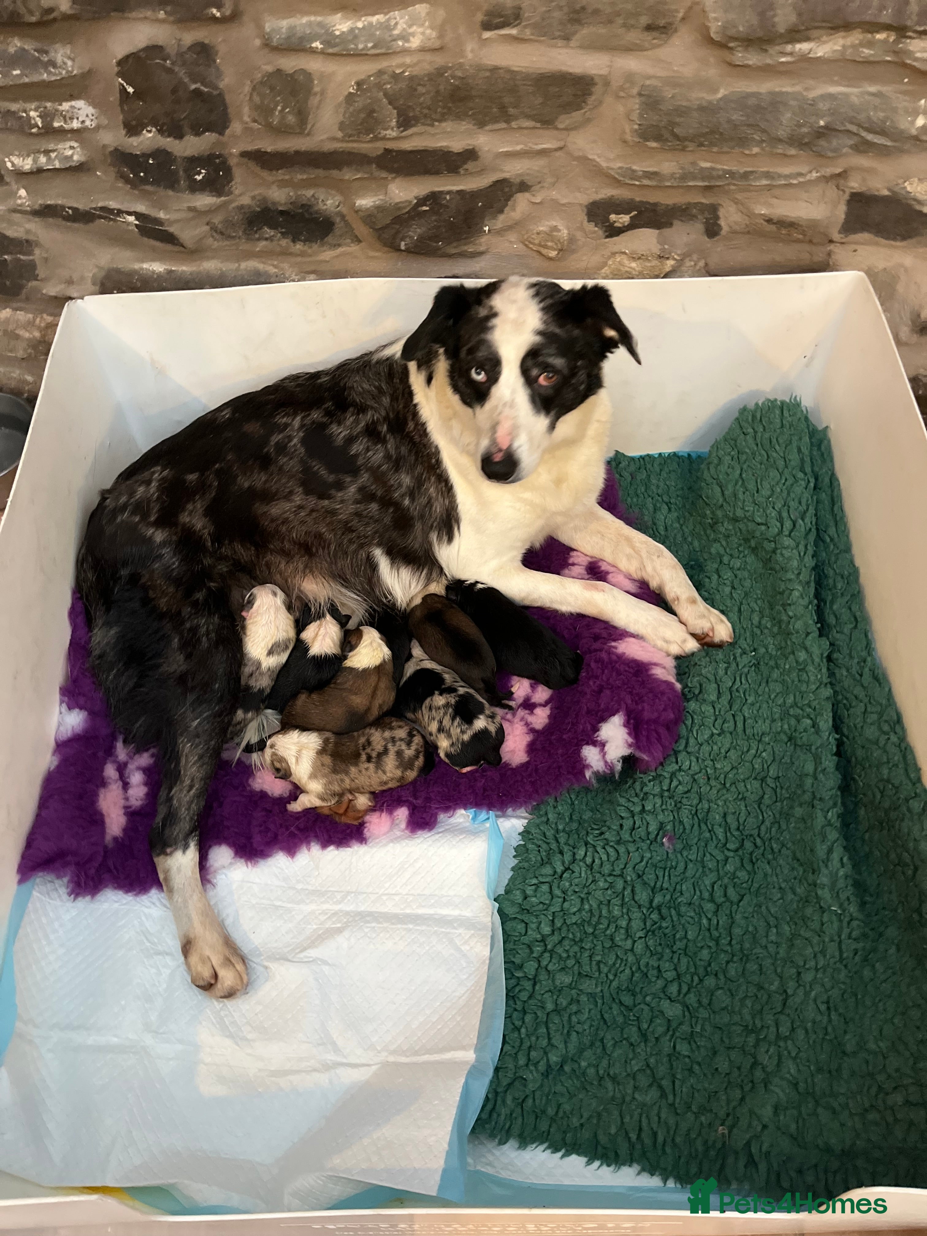 Border Collie dogs Border  collie pups. Mixed colours. - Advert 5