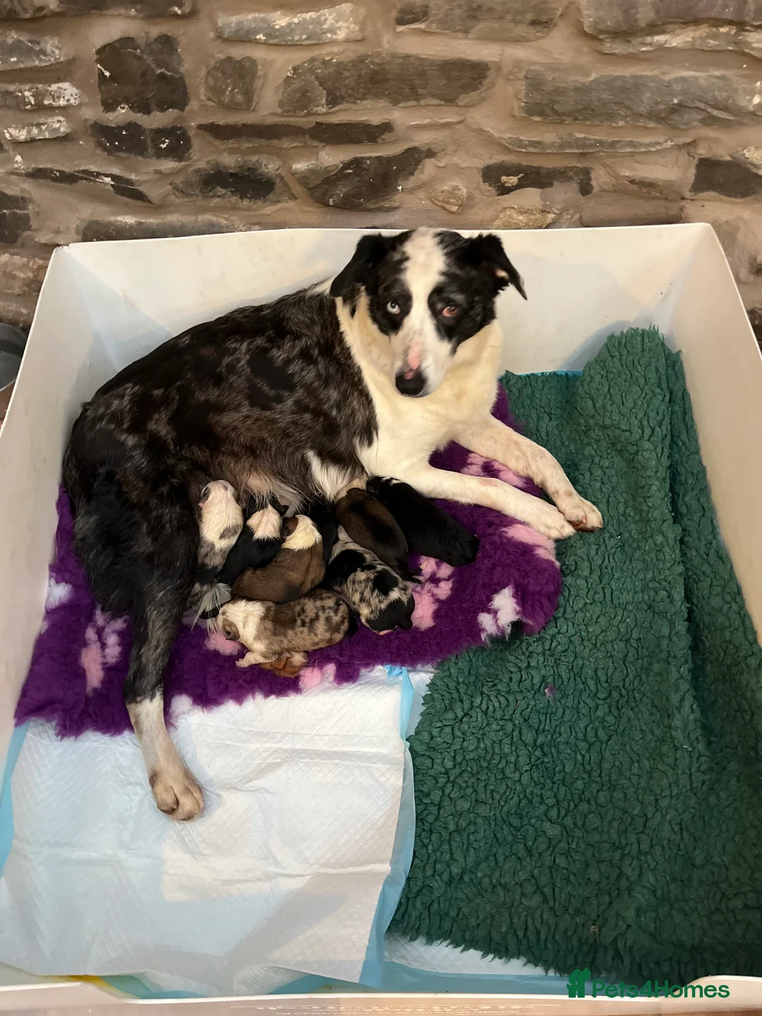 Border Collie dogs for sale: Border  collie pups. Mixed colours. - Advert 1