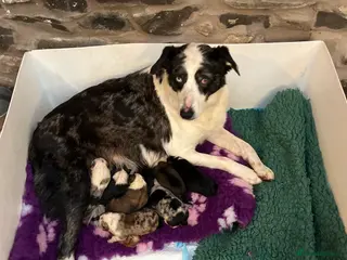 Border Collie dogs Border collie pups. Mixed colours. - Advert 5