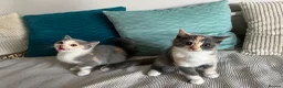 British Shorthair cats for sale: British shorthair registered with GCCF - Advert 5