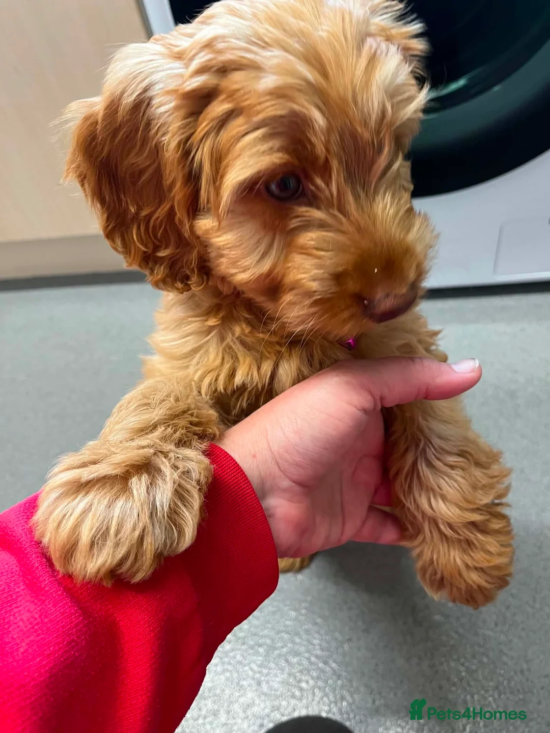 Cockapoo dogs for sale: Golden cockapoo female - Advert 2
