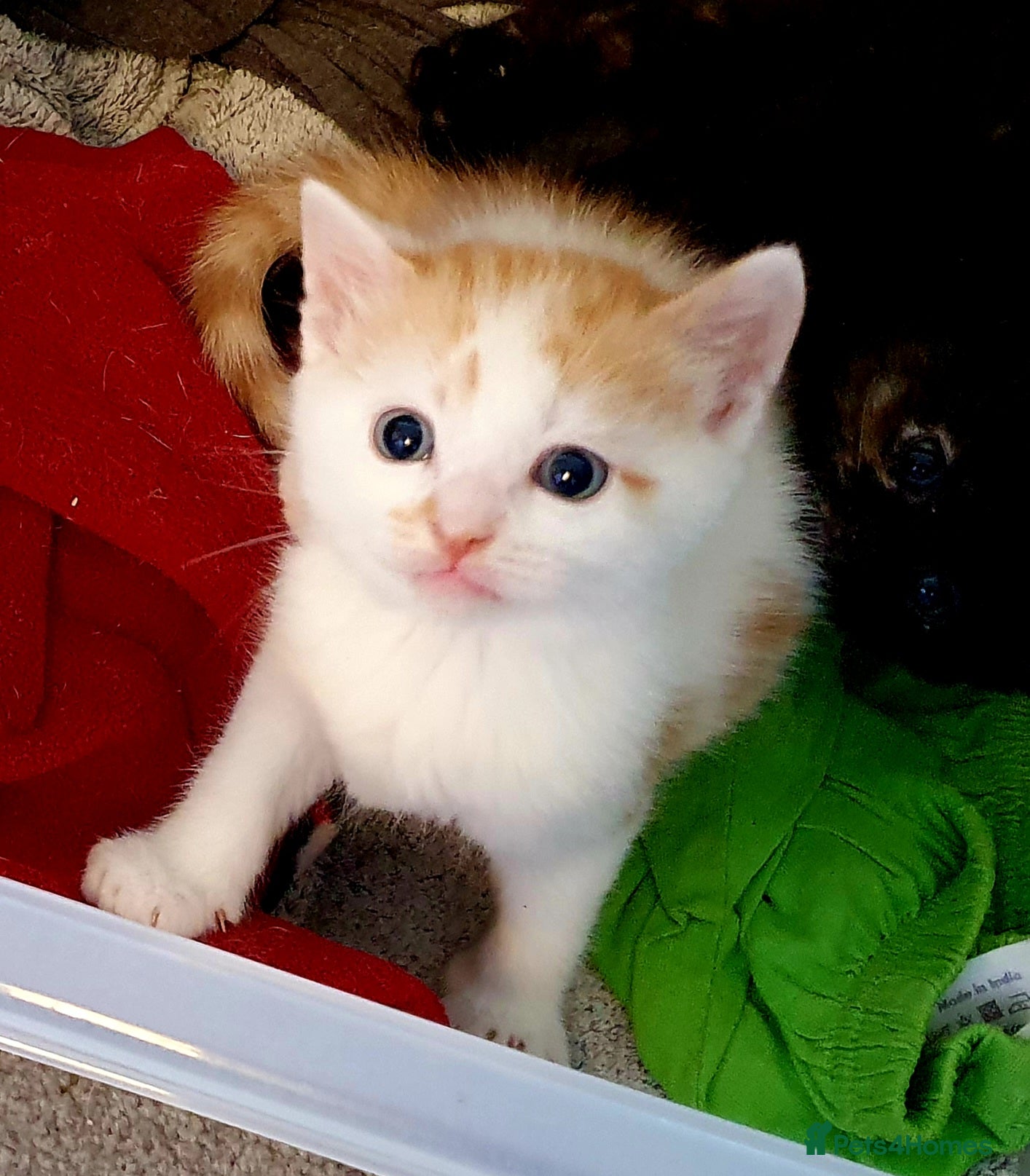 Mixed Breed cats Gorgeous kitten  - Advert 2