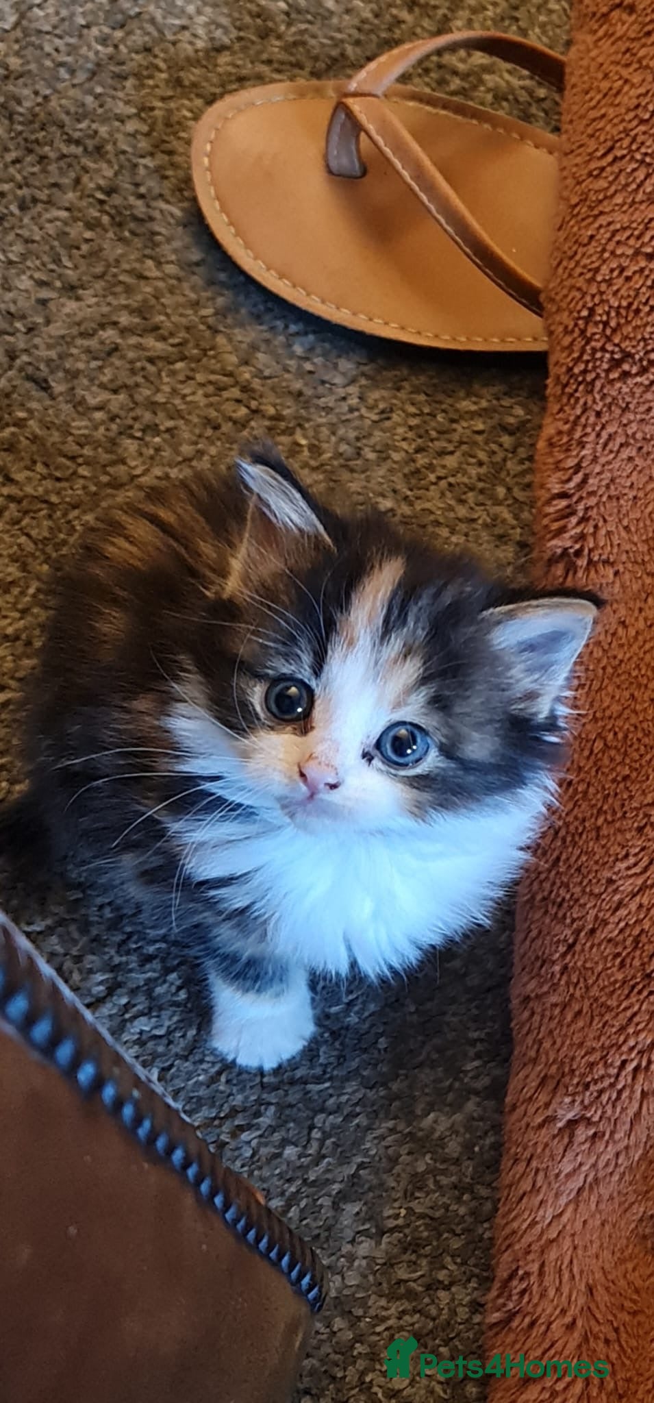 Mixed Breed cats 1 beautiful kitten  - Advert 2