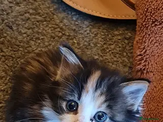 Mixed Breed cats 1 beautiful kitten - Advert 2