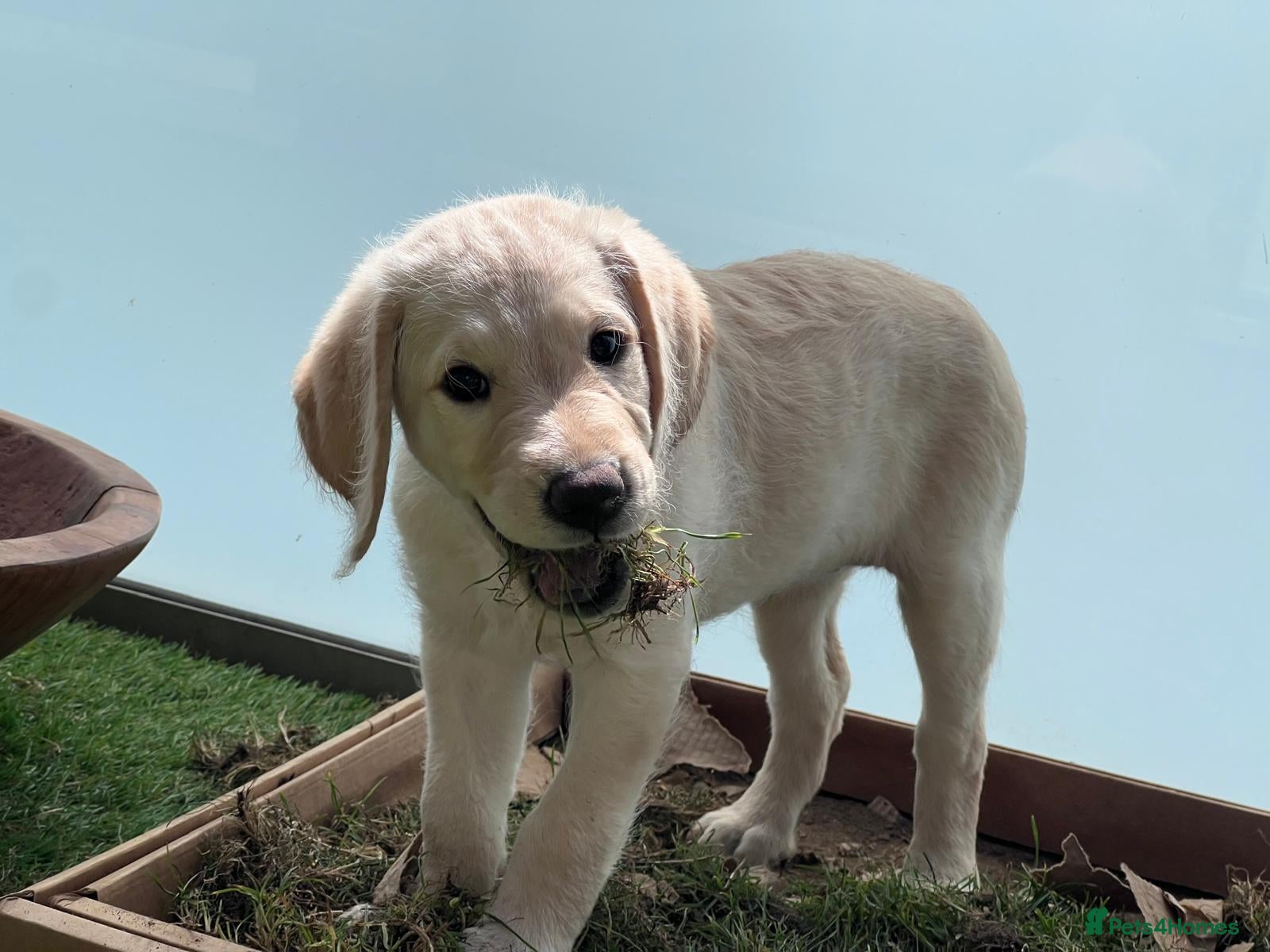 Labradoodle dogs Happy and healthy Labradoodle puppies! - Advert 2