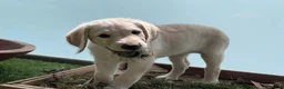 Labradoodle dogs for sale: Happy and healthy Labradoodle puppies! - Advert 2