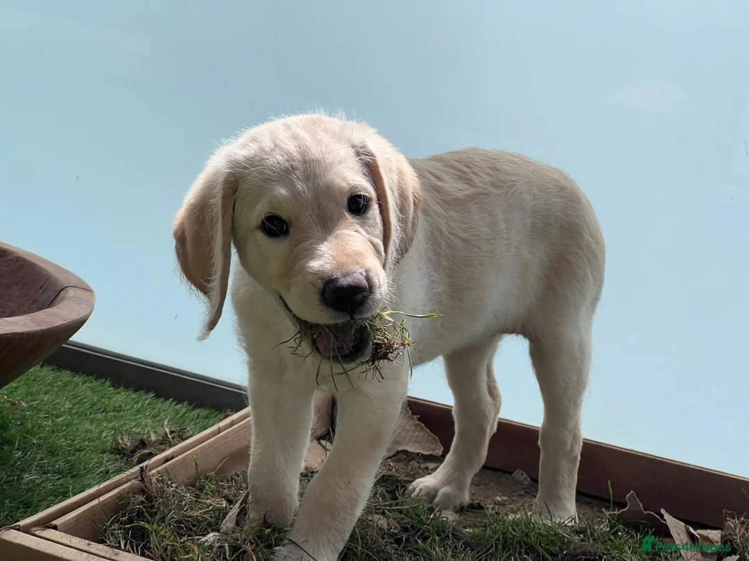 Labradoodle dogs for sale: Happy and healthy Labradoodle puppies! - Advert 2
