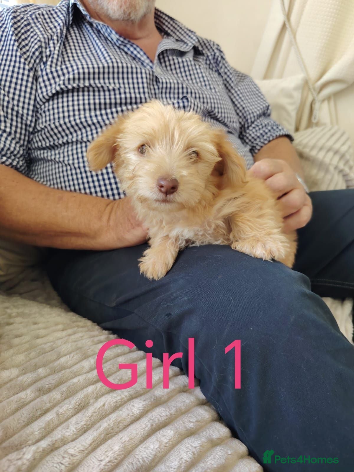 Norfolk Terrier dogs Norfolk Terrier Puppies  - Advert 1