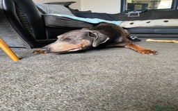 Dobermann dogs for stud: Chocolate Doberman for stud in Stoke-on-Trent - Image 6