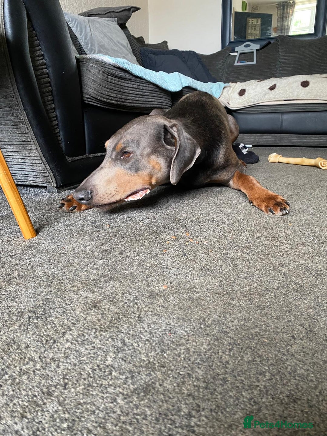 Dobermann dogs for stud: Chocolate Doberman for stud in Stoke-on-Trent - Image 6
