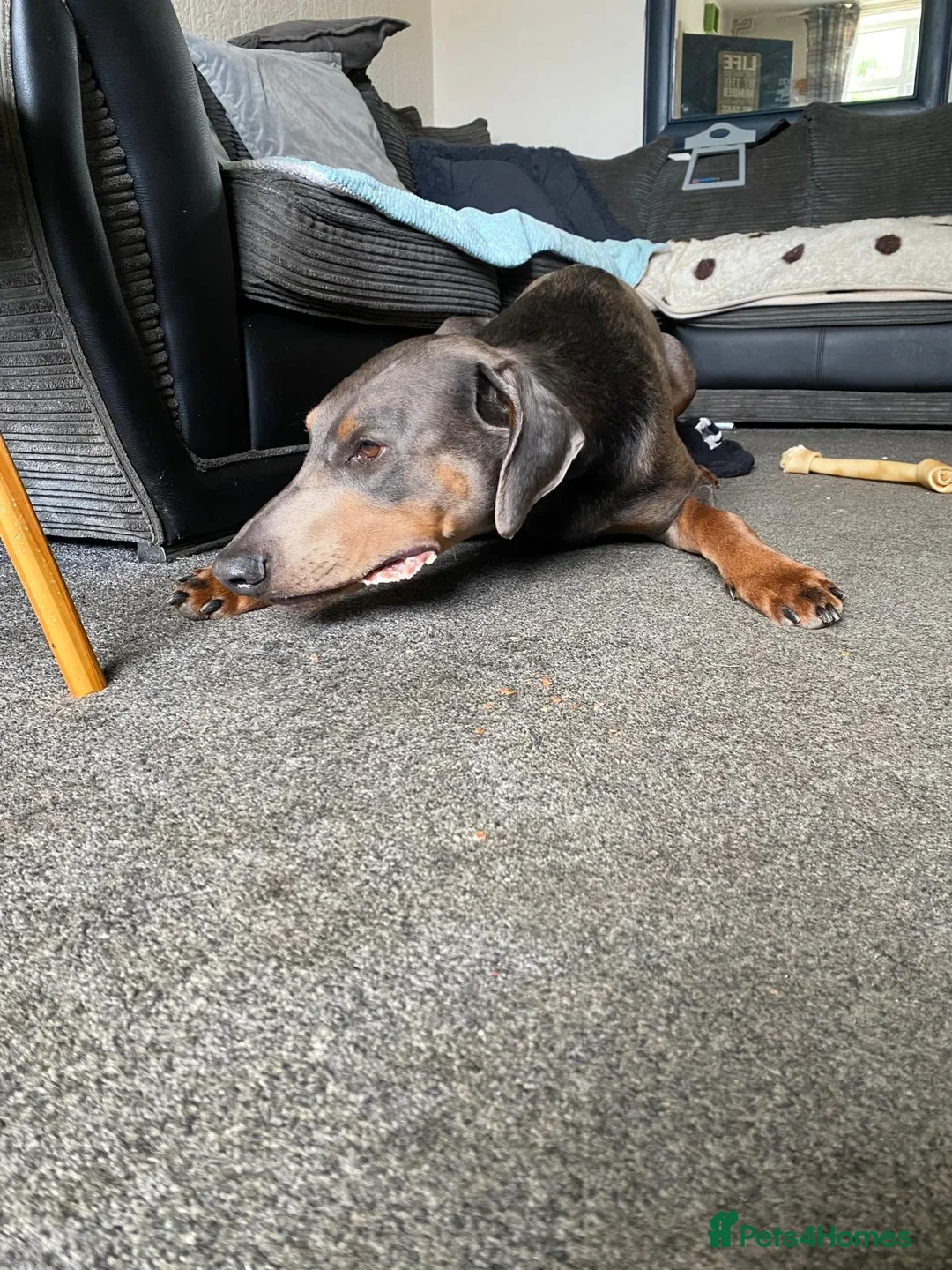Dobermann dogs for stud: Chocolate Doberman for stud in Stoke-on-Trent - Advert 6