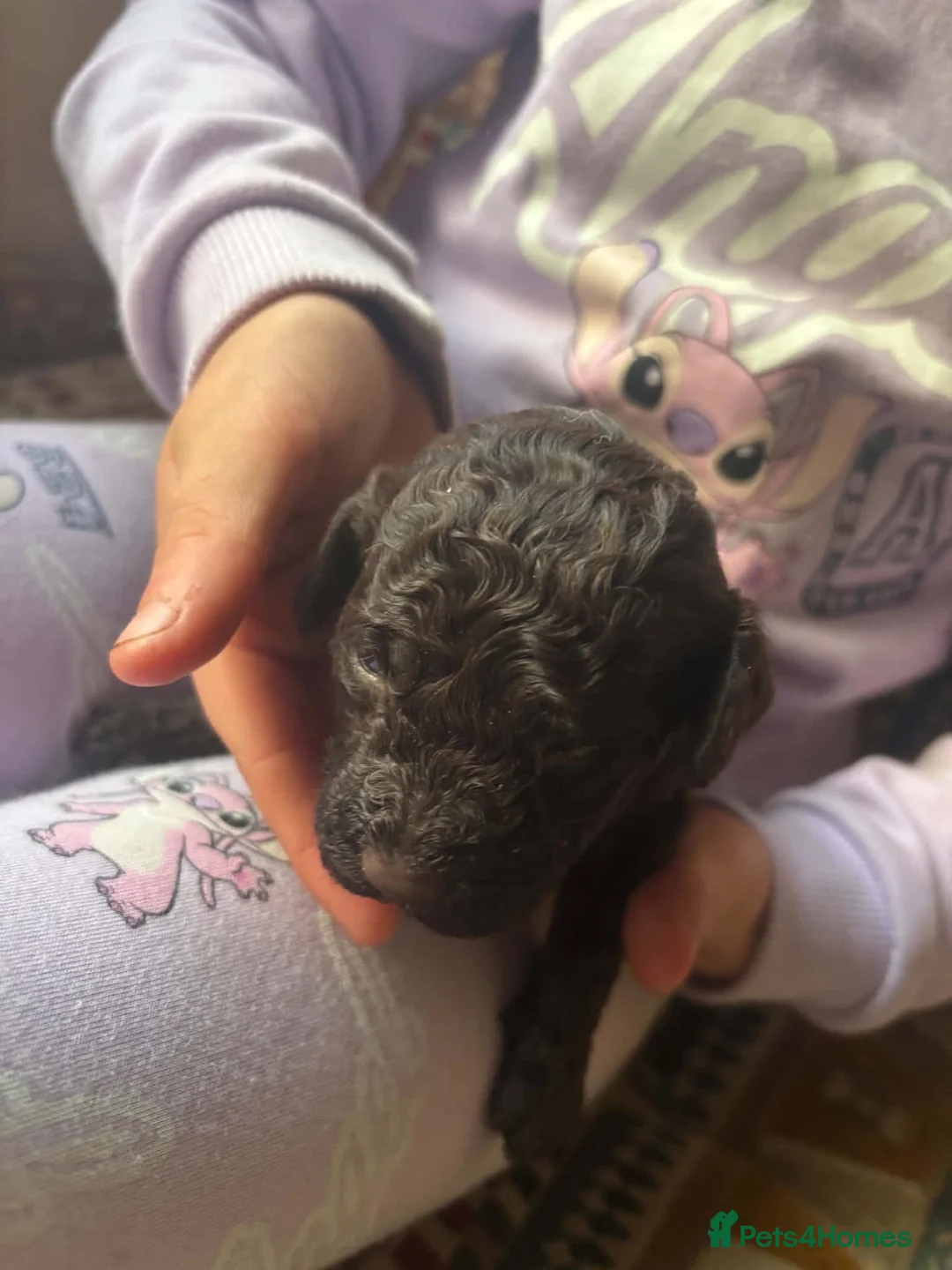 Cockapoo dogs for sale: Cockapoos in Worcester - Advert 5