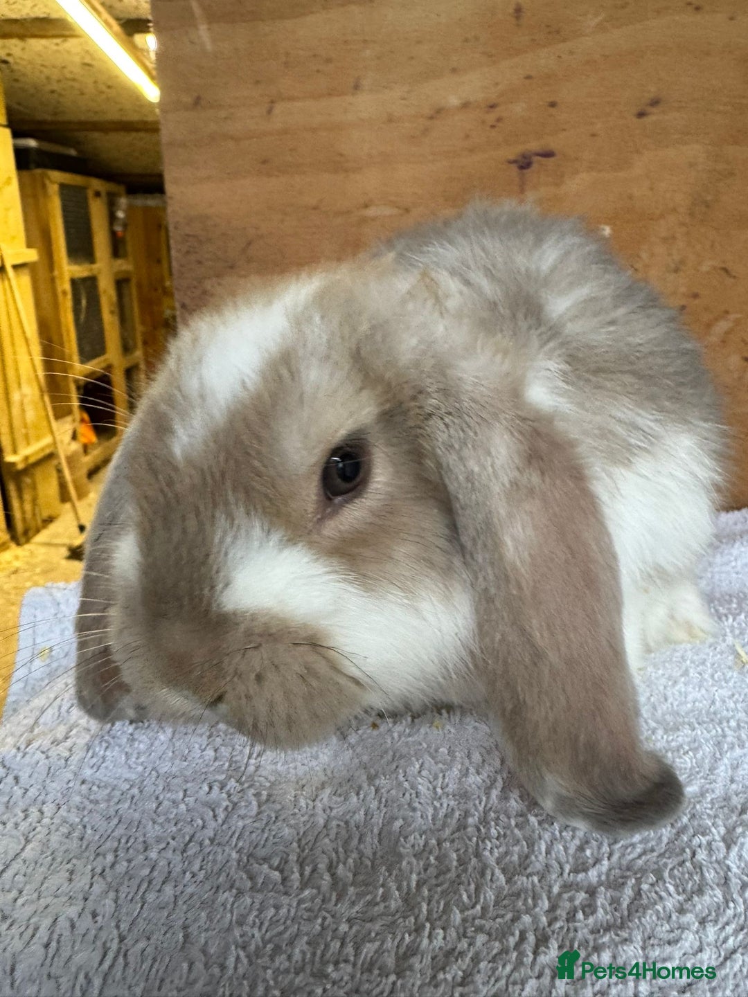 French Lop rabbits for sale: Purebred French Lop baby rabbits for sale  - Advert 3