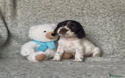 Cocker Spaniel dogs for sale: Ready Now! KC Show Type Cocker Spaniel Pups  - Image 30