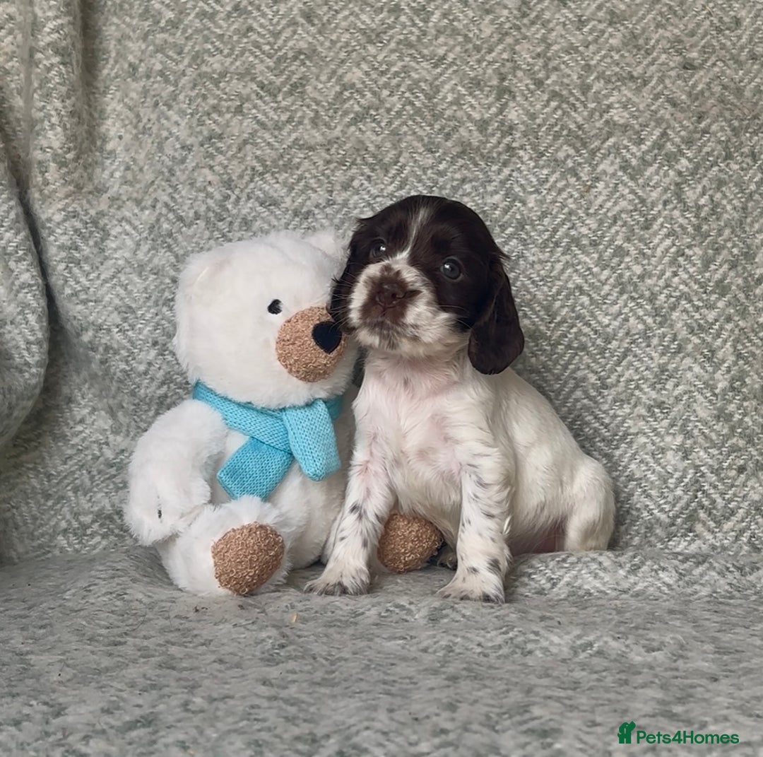 Cocker Spaniel dogs for sale: Ready Now! KC Show Type Cocker Spaniel Pups  - Image 30
