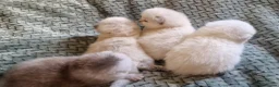 British Shorthair cats for sale: 💖GOLDEN & SILVER BSH & BLH KITTENS💖 - Advert 4