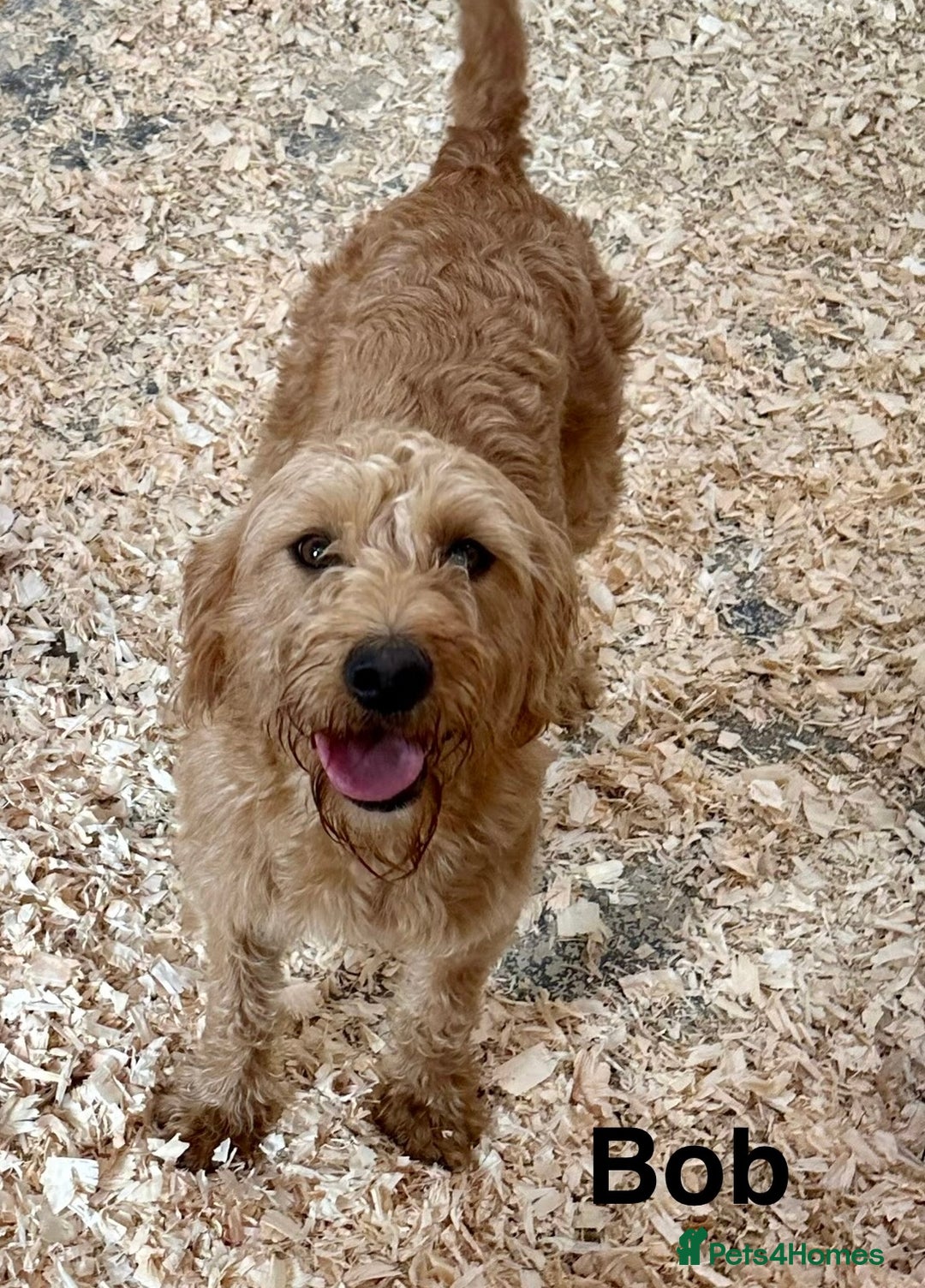 Labradoodle dogs for sale: Miniature Labradoodle Puppies ready 22/11/25 - Image 9