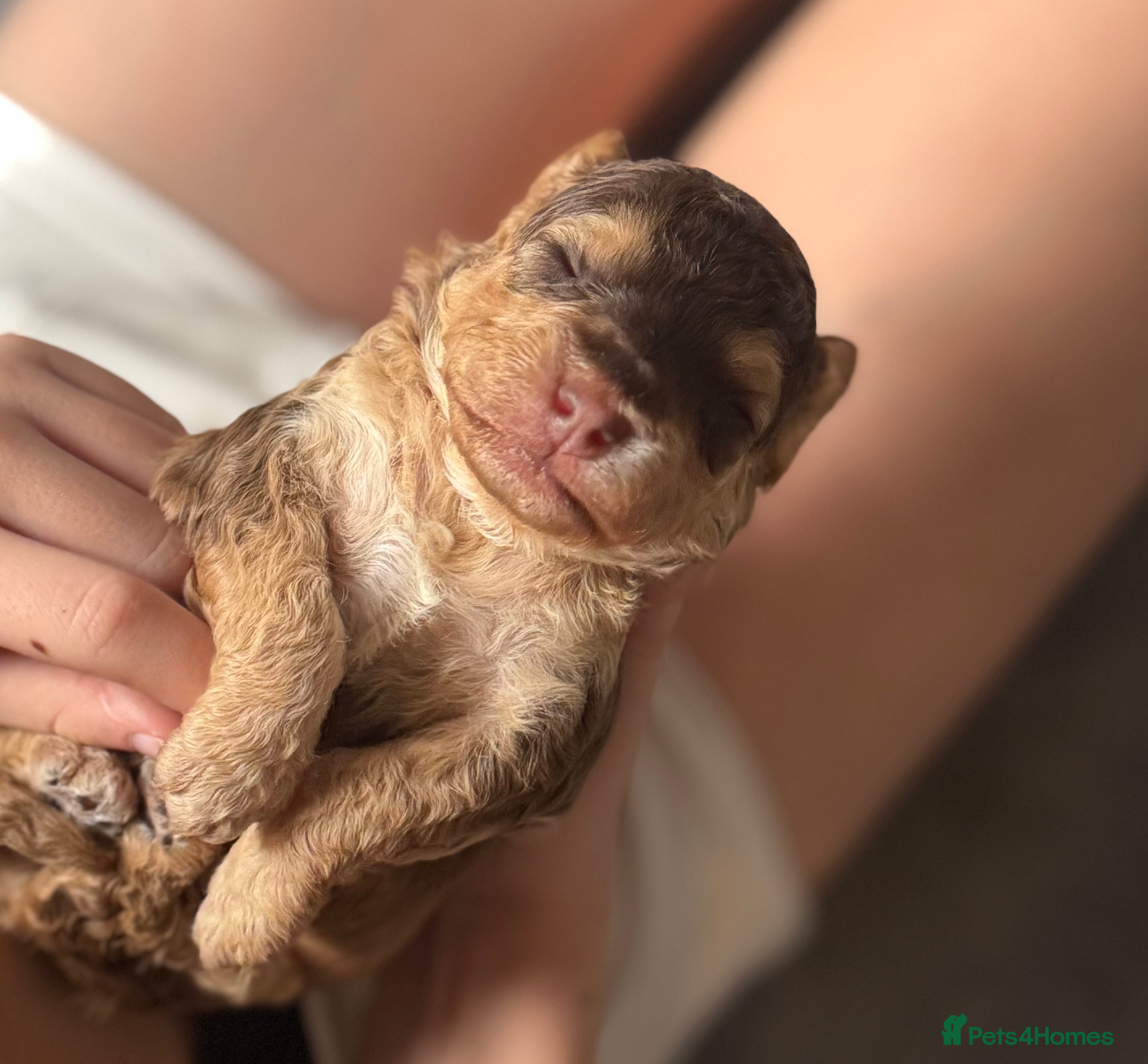 Cockapoo dogs Beautiful F1b toy cockapoos  - Advert 1