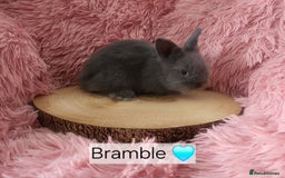 Lionhead rabbits for sale: Lionhead bunnies  - Image 4