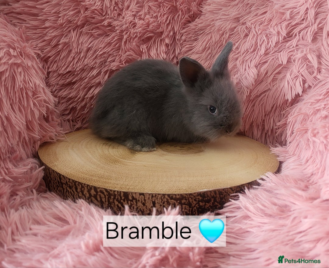 Lionhead rabbits for sale: Lionhead bunnies  - Image 4
