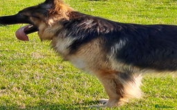 German Shepherd dogs for stud: Health and Generic tested KCReg GSD stud - Image 3