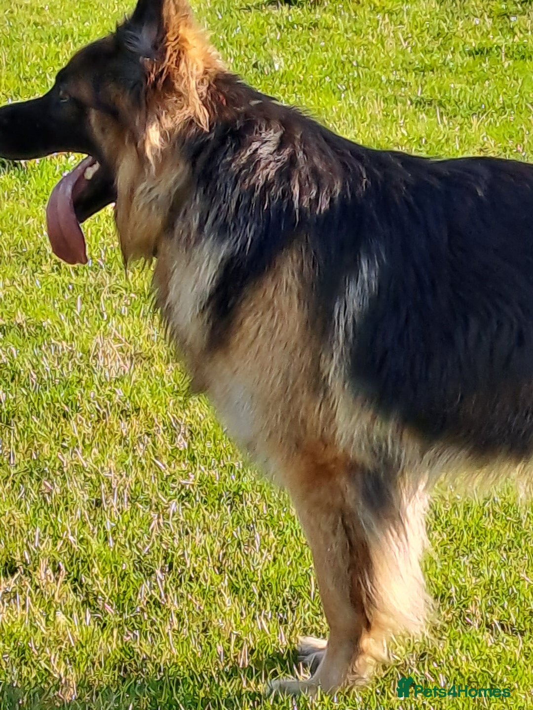 German Shepherd dogs for stud: Health and Generic tested KCReg GSD stud - Image 3