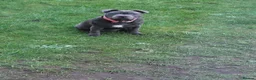 Staffordshire Bull Terrier dogs for stud: MAJESTAFFORD'S BLUE BARON - Advert 6