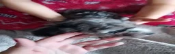 Cockapoo dogs for sale: Amazing cockapoos  - Advert 17