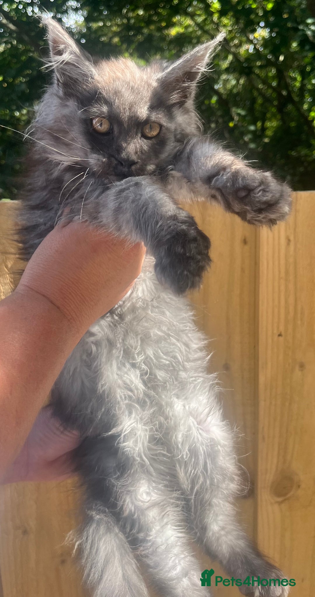 Maine Coon cats for sale: STUNNING MAINE COON SMOKE (tica activereg ) - Image 21