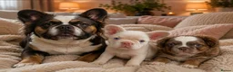 French Bulldog dogs for sale: Fluffy FrenchBulldogs in Bangor - Advert 1