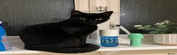 Domestic Shorthair cats for sale: Beautiful female cat requires home - Advert 2