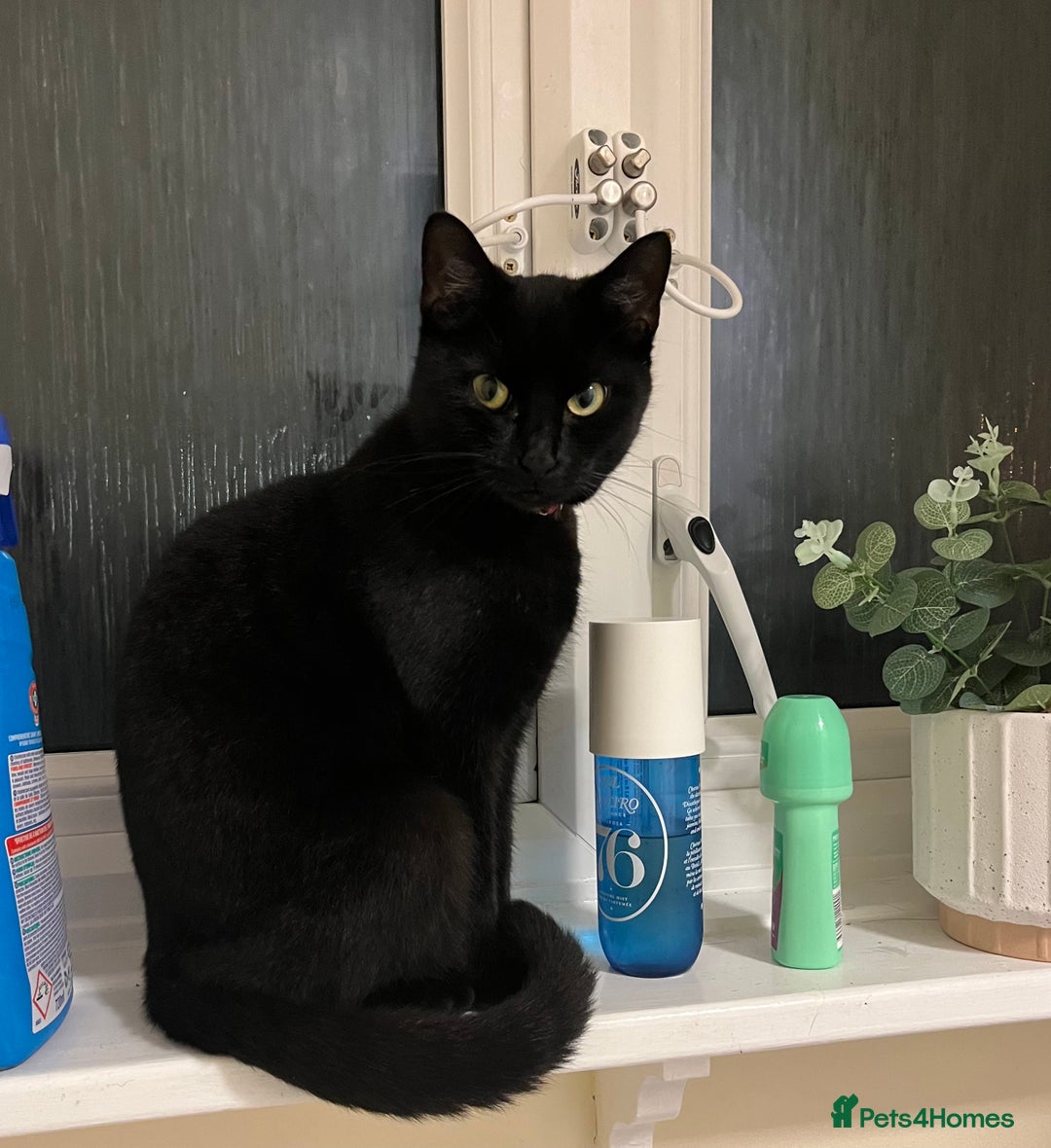 Domestic Shorthair cats for sale: Beautiful female cat requires home - Advert 2