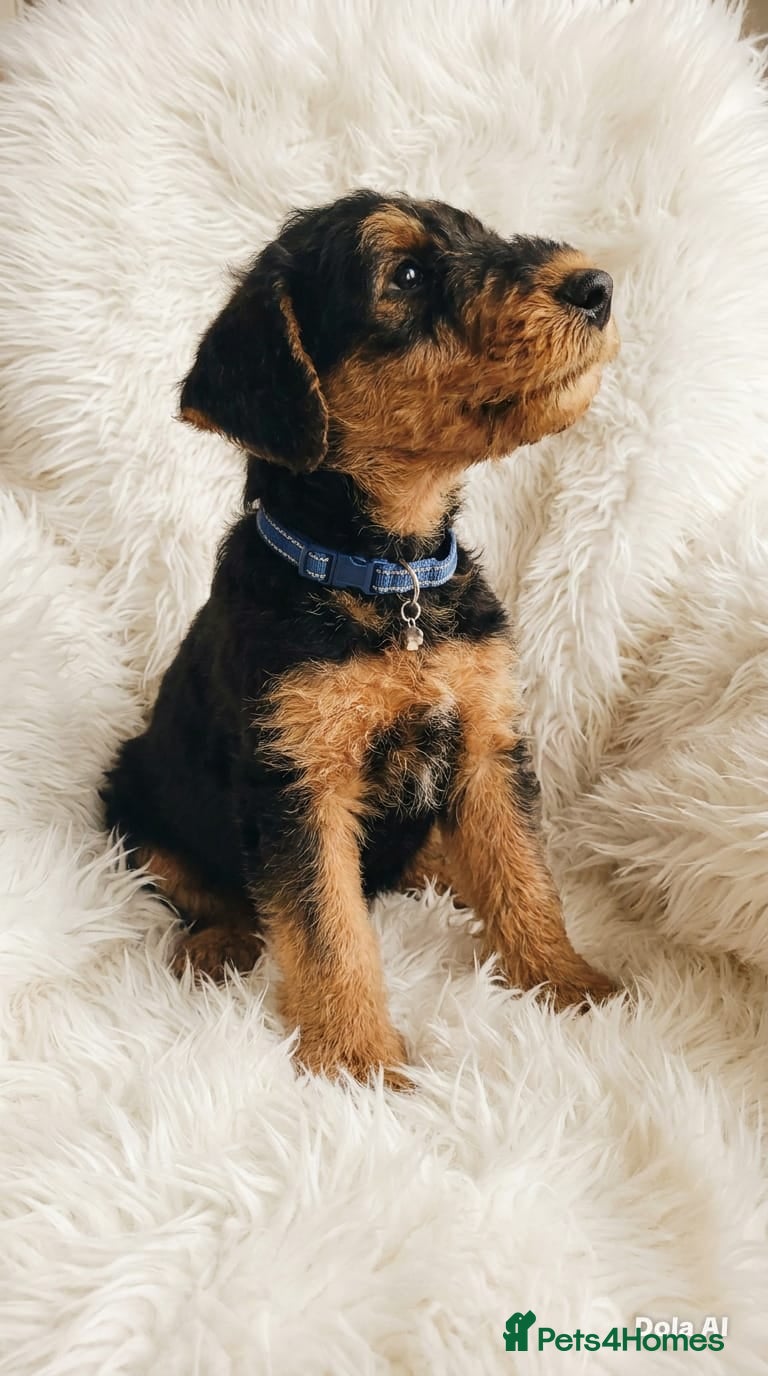 Airedale Terrier dogs Airedale terrier puppies for sale - Advert 7