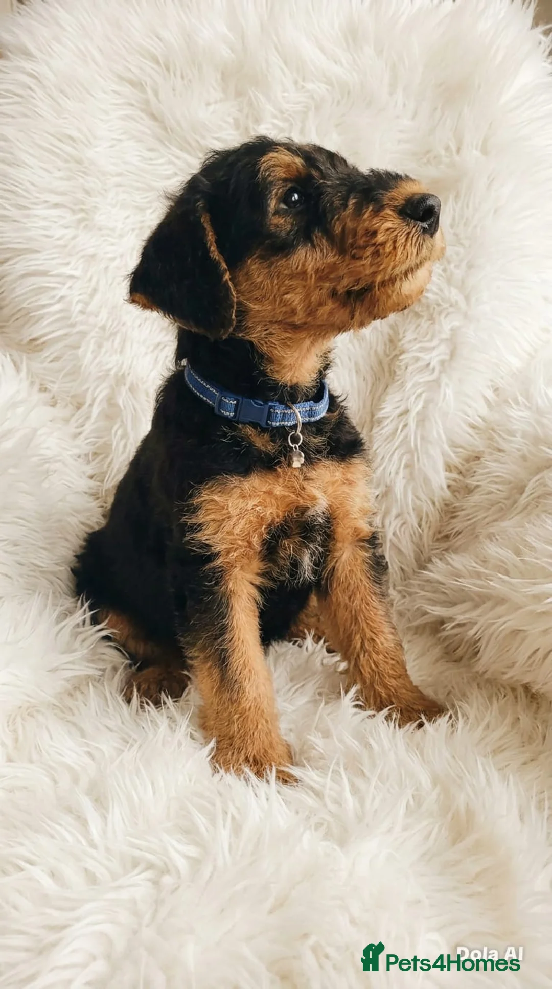 Airedale Terrier dogs for sale: Airedale terrier puppies for sale - Advert 1