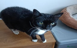 Mixed Breed cats for adoption: SUZIE - Advert 1