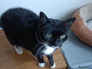 Mixed Breed cats SUZIE - Advert 1